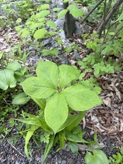 Amur Jack-in-the-pulpit (Arisaema amurense)