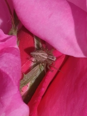 Oxyopes