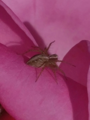 Oxyopes