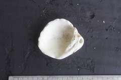 Cardites crassicostatus