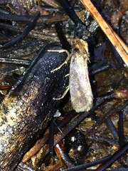 Acrolophus plumifrontella