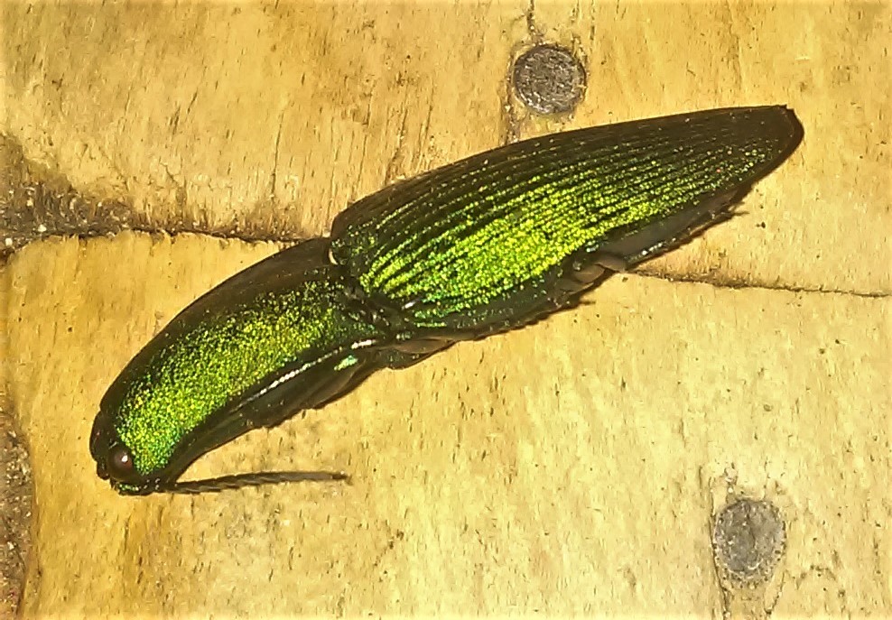 Chalcolepidius jansoni