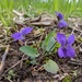 Downy Blue Violet - Photo (c) Nate Martineau, some rights reserved (CC BY-NC), uploaded by Nate Martineau
