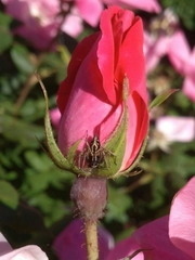 Oxyopes heterophthalmus