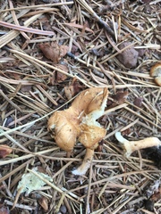 Infundibulicybe squamulosa