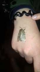 Peridea anceps