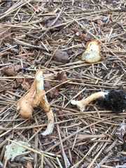 Infundibulicybe squamulosa