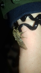 Peridea anceps