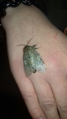 Peridea anceps