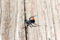 Castianeira occidens