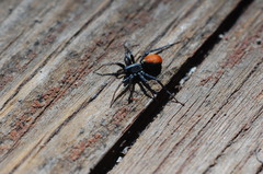 Castianeira occidens