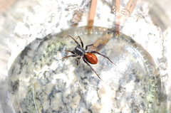 Castianeira occidens