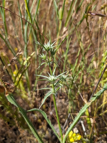 Image of Eryngium jepsonii by (c) Ken-ichi Ueda, some rights reserved (CC BY)