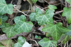 Hedera helix