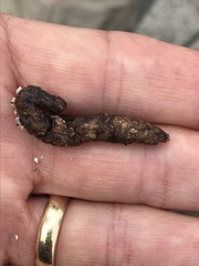 Dipsosaurus dorsalis