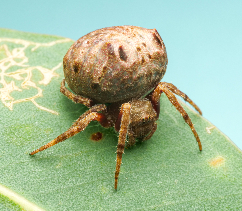 Carepalxis tuberculata