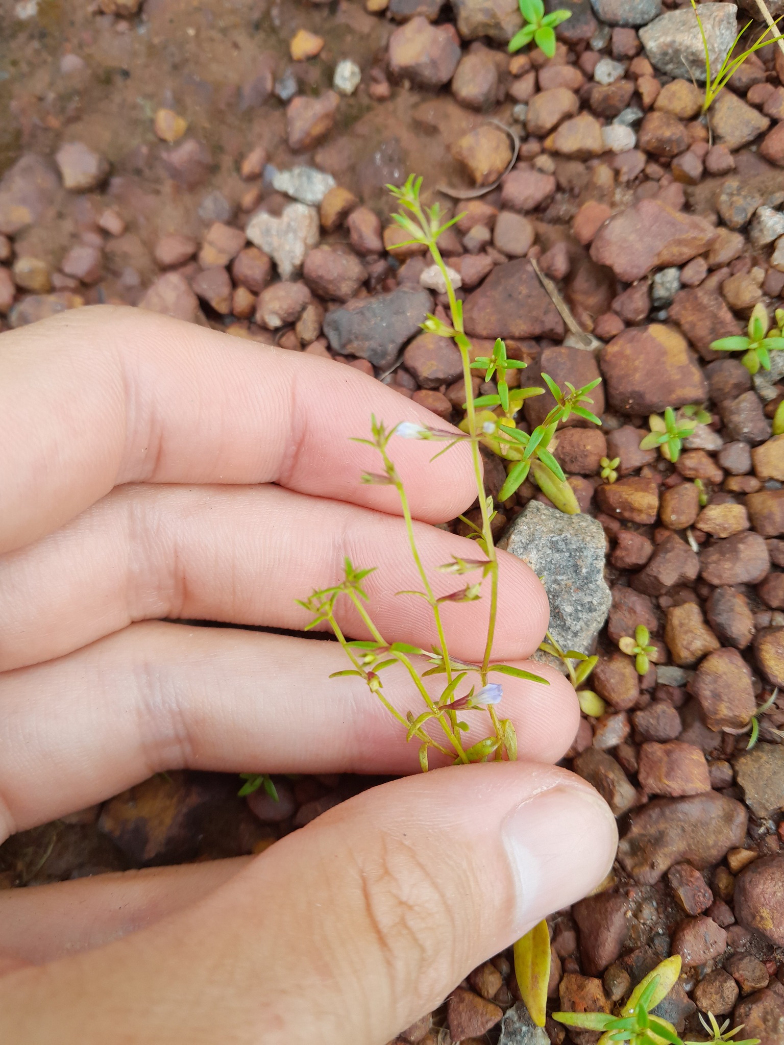 Neurotheca loeselioides