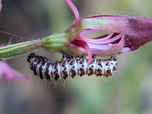 Mariposa Forester photo 4
