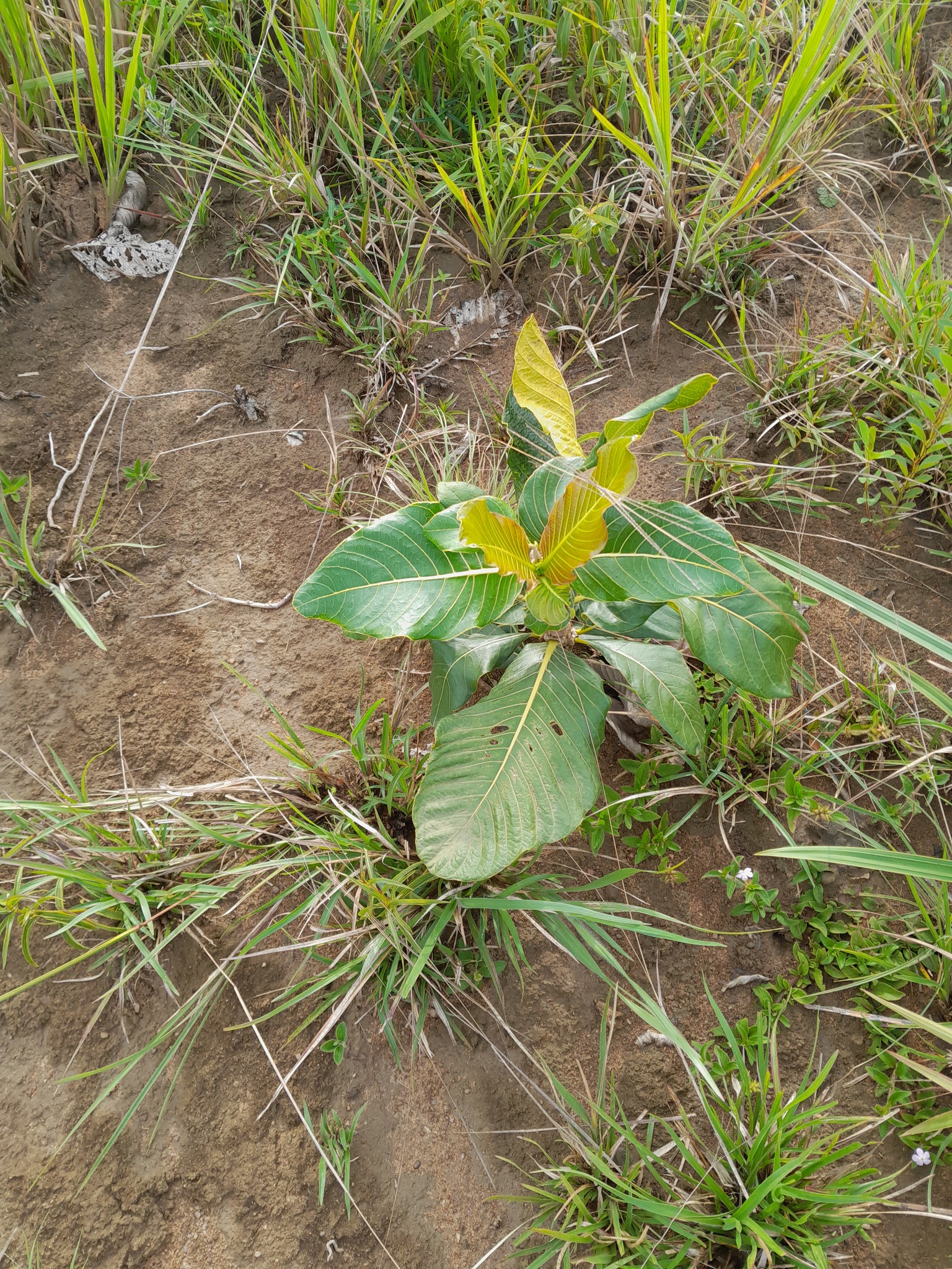 Palicourea rigida