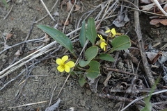 Viola nuttallii