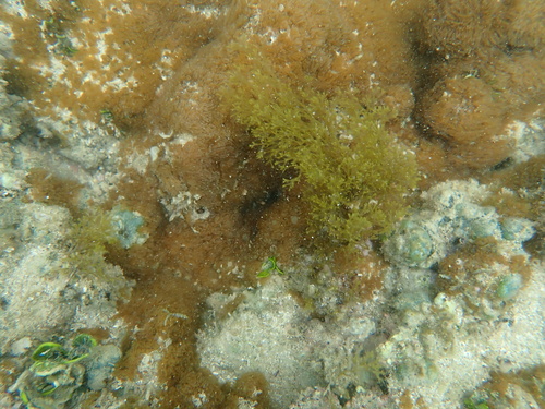Dictyota acutiloba observed 2024-05-25