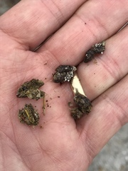 Dipsosaurus dorsalis