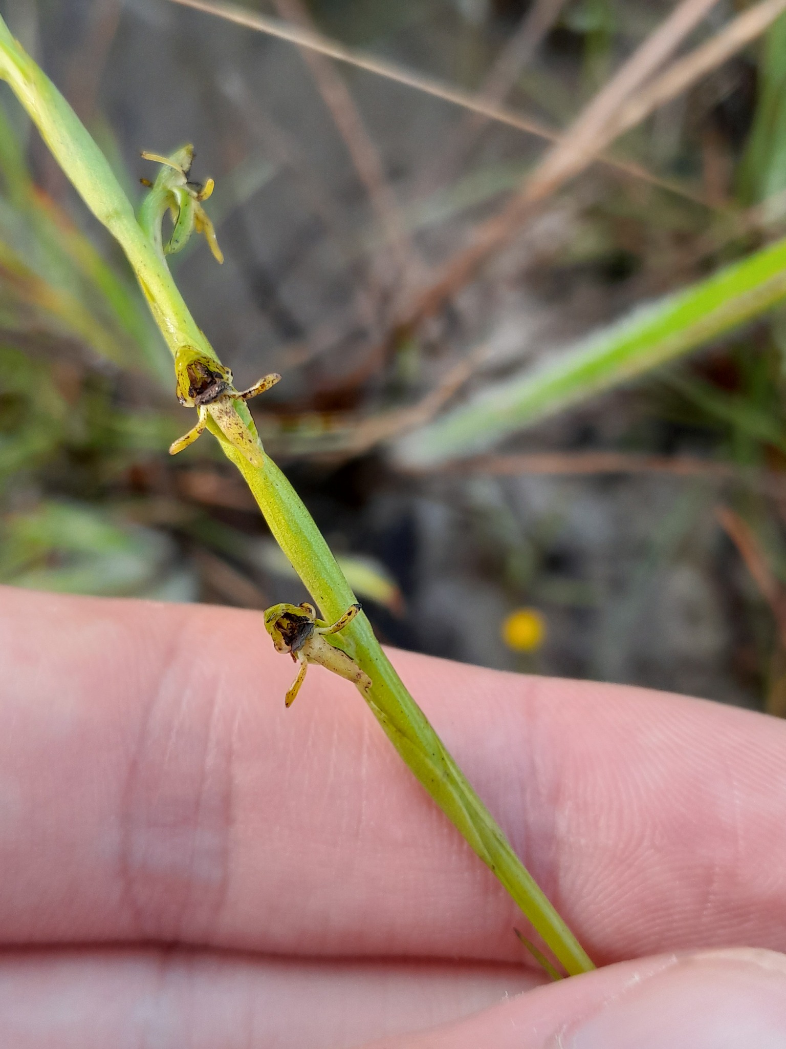 Habenaria leprieurii