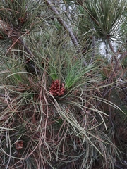 Pinus brutia eldarica