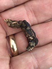 Dipsosaurus dorsalis