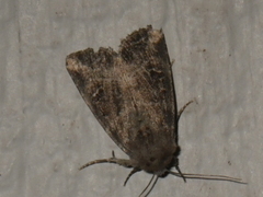 Noctuidae