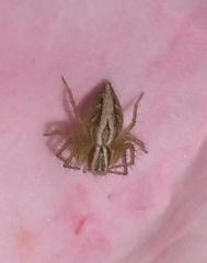 Oxyopes