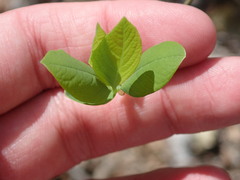 Dirca palustris