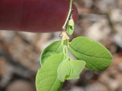 Dirca palustris