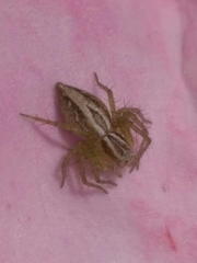 Oxyopes