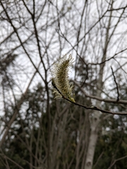 Salix lucida
