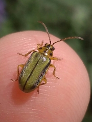 Xanthogaleruca luteola