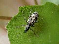 Polydrusus tereticollis