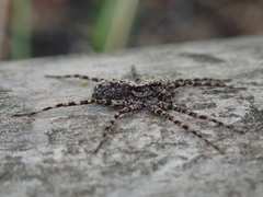 Acantholycosa lignaria