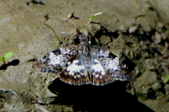 Chiomara asychis