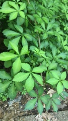 Eleutherococcus sieboldianus