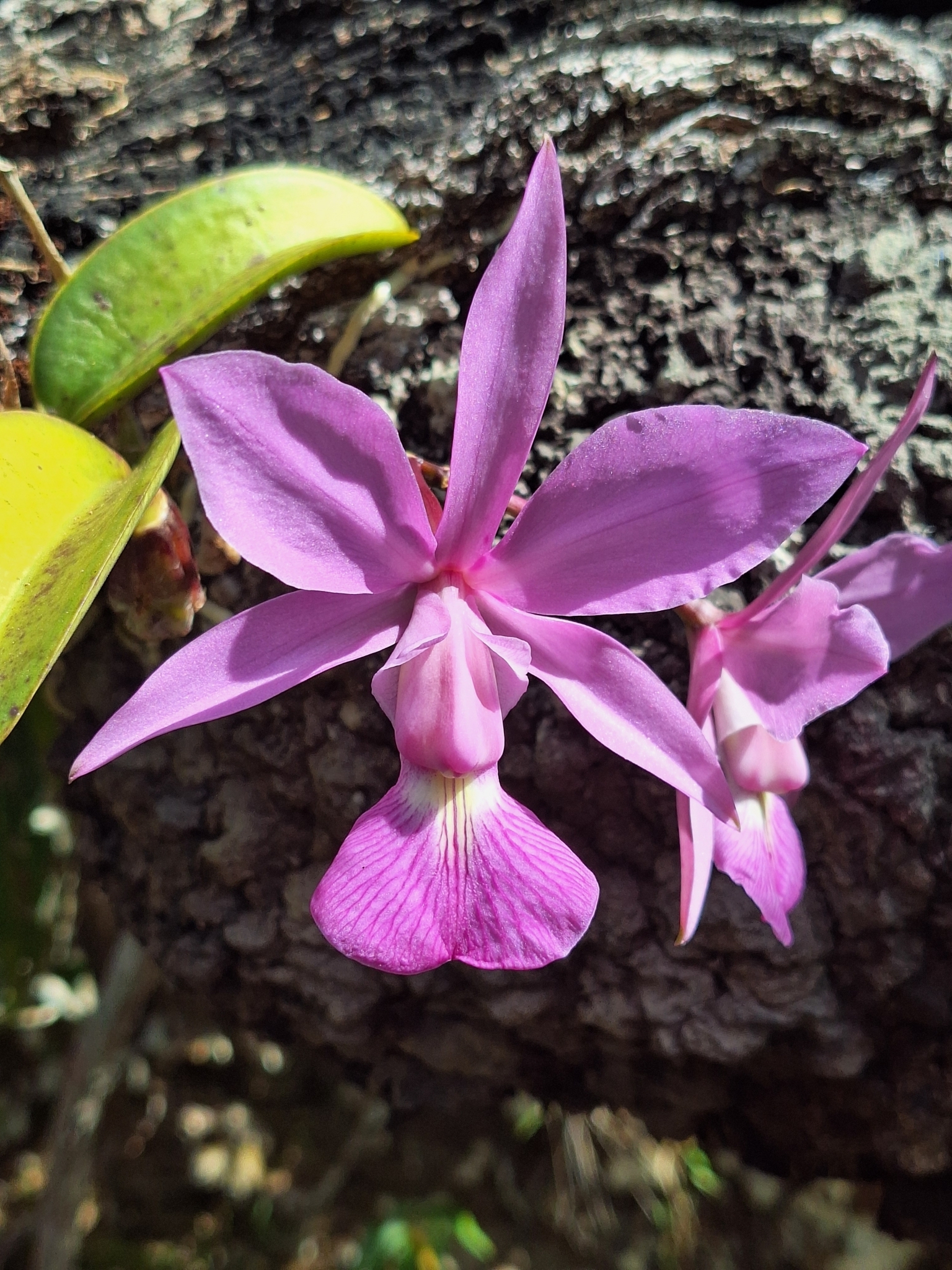 Imagem de Orquídea