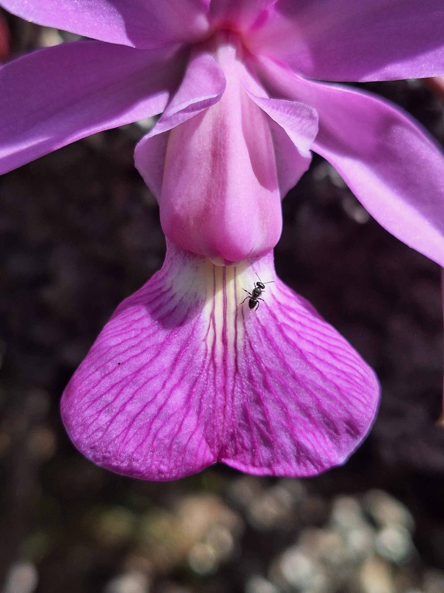 Imagem de Orquídea