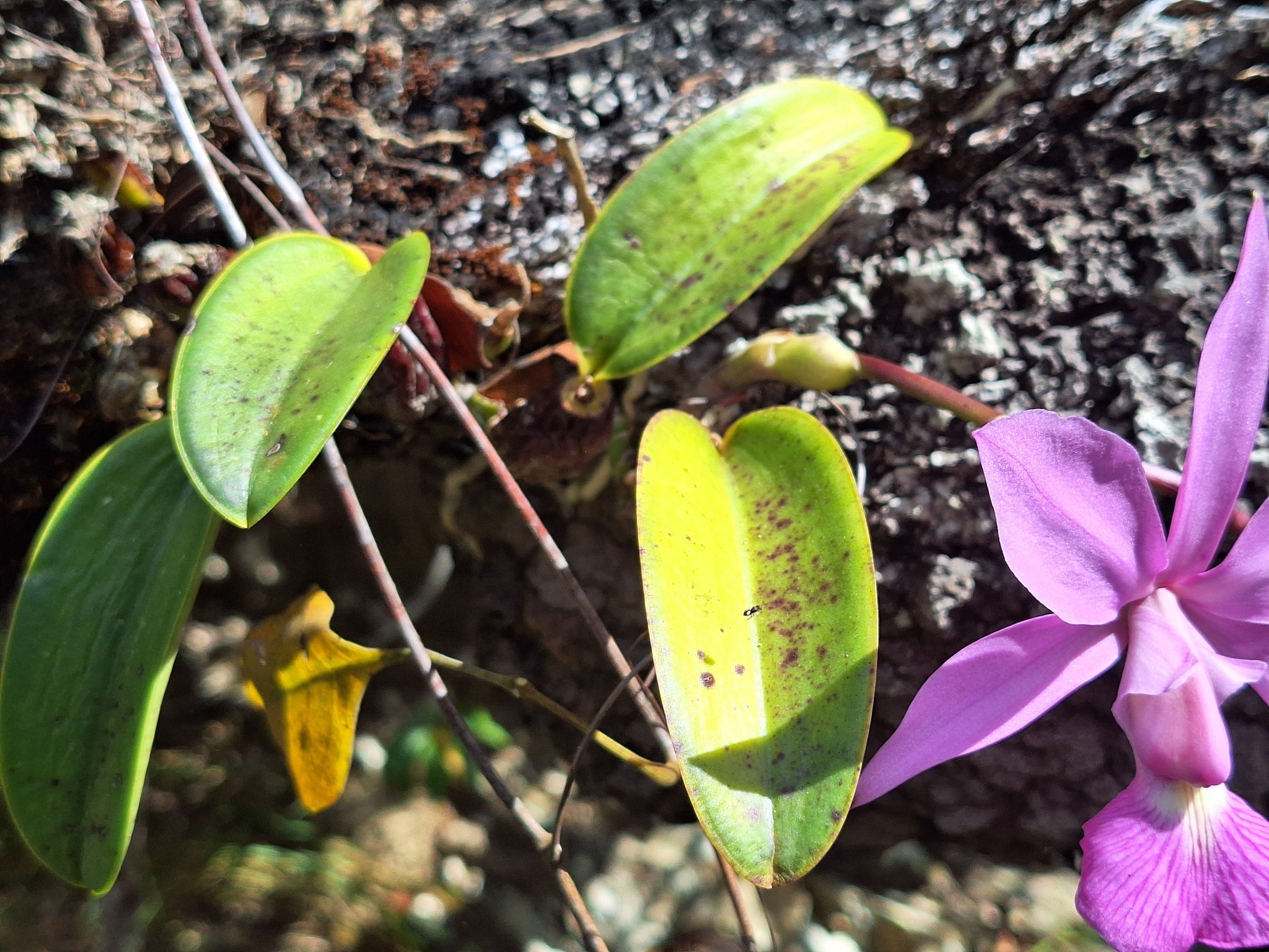 Imagem de Orquídea