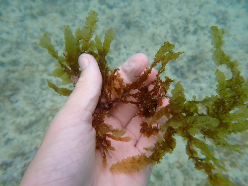 Dictyopteris australis observed 2024-05-25