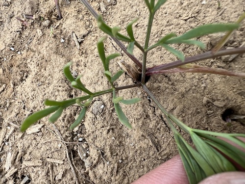Image of Lomatium piperi by no rights reserved