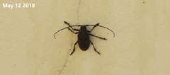 Moechotypa diphysis