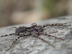 Acantholycosa lignaria