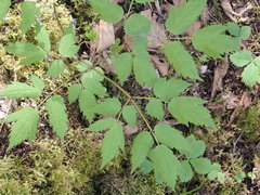 Actaea rubra