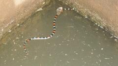 Micrurus lemniscatus