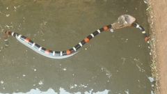 Micrurus lemniscatus